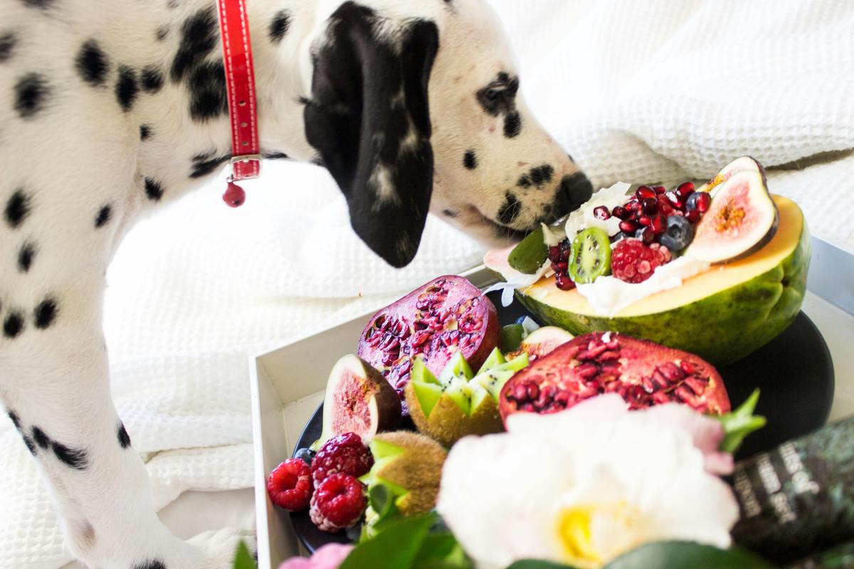 Safe and Tasty Fruits Your Dog Will Love: A Guide for Pet&nbsp;Parents